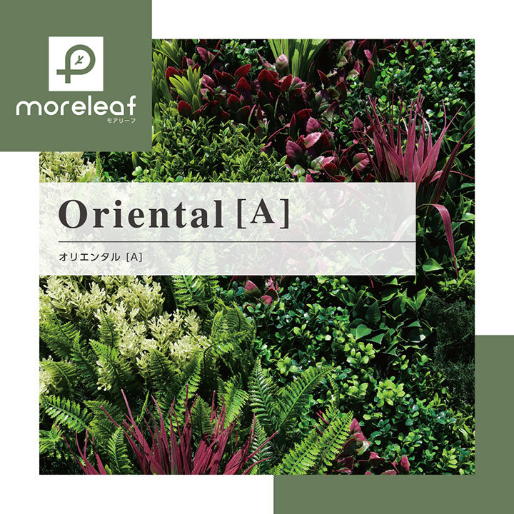 モアリーフ　オリエンタルA